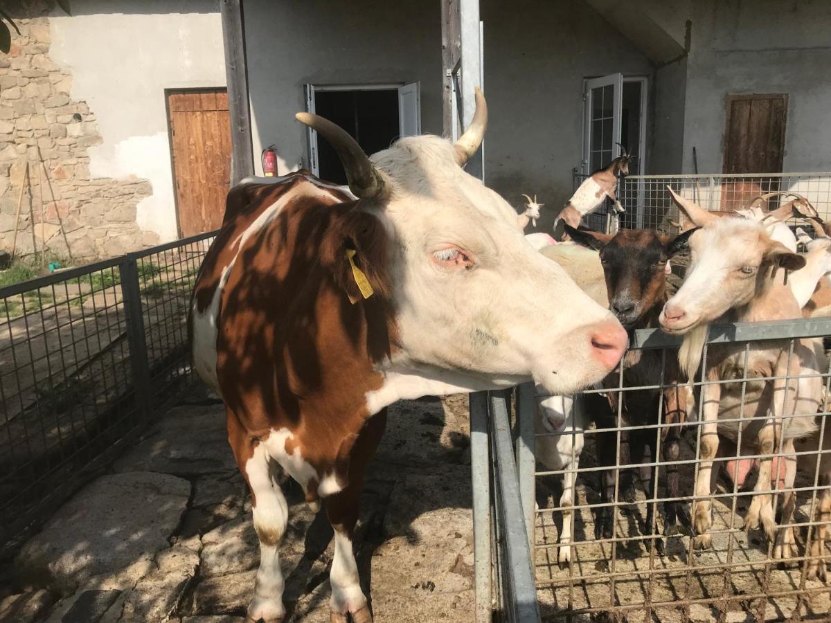 Pension Slunečná Želnava Extérieur photo